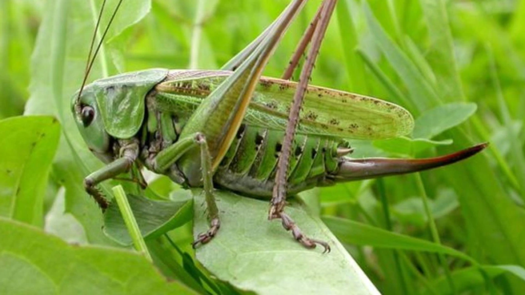 Singapore approves 16 insects, including silkworms and grasshoppers, for human consumption