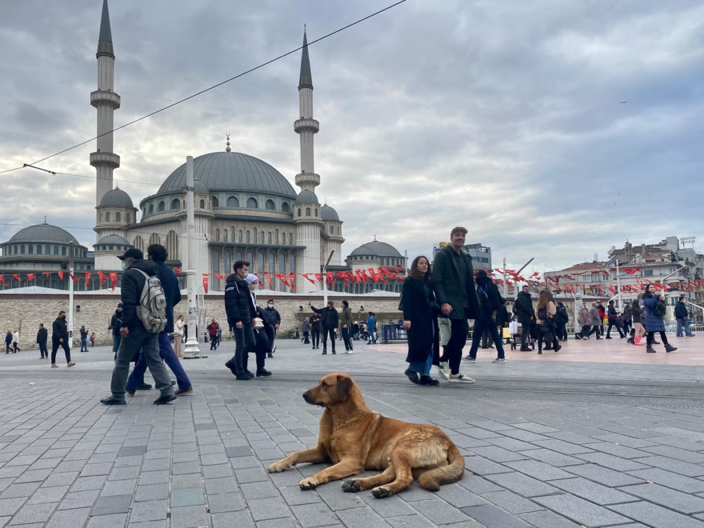 Controversial bill by Turkish lawmakers proposes euthanasia for stray dogs