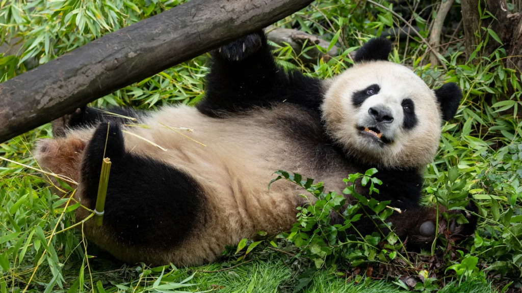 San Diego Zoo shares first-look photos of two pandas from China