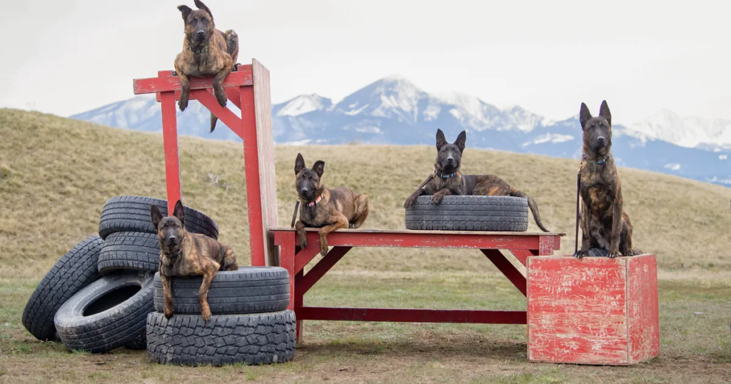 Wealthy animal lovers are buying 'military grade' protection dogs for $150,000 