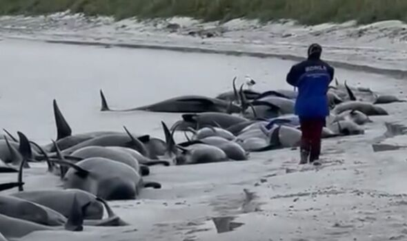 Tragedy in Orkney: 77 pilot whales perish in mass stranding