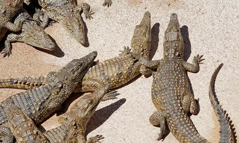 200 crocodiles crawl into cities in Northern Mexico near Texas after heavy rain