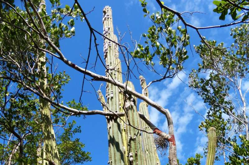 Florida tree cactus is the first local species killed off by sea-level rise