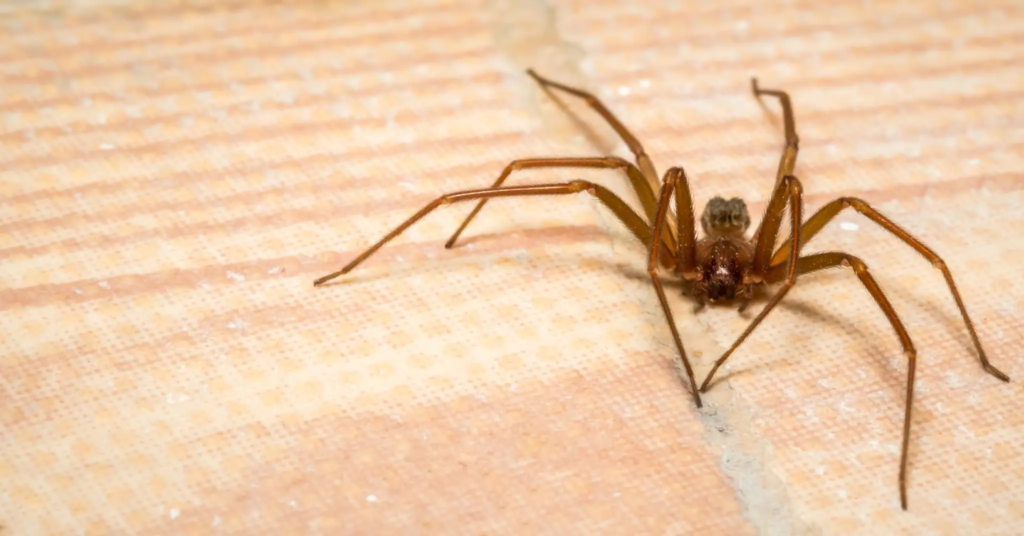 Atlanta mom's nightmare: Venomous spider cluster attack leaves her with horrific injuries