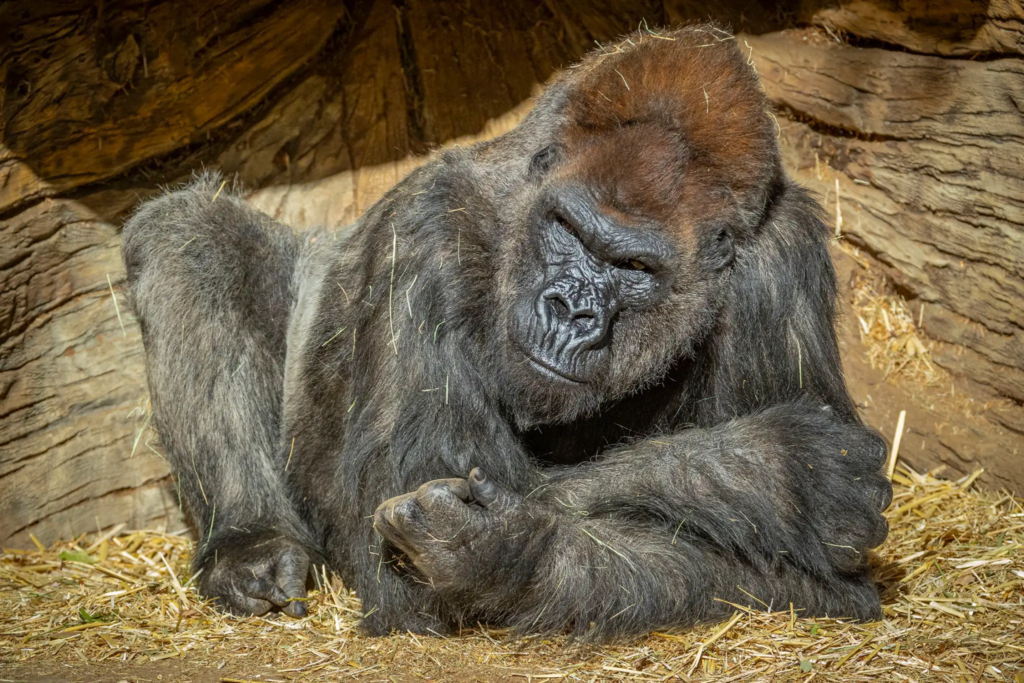 San Diego Zoo: Winston, 52-year-old gorilla, dies 20 years beyond typical life expectancy