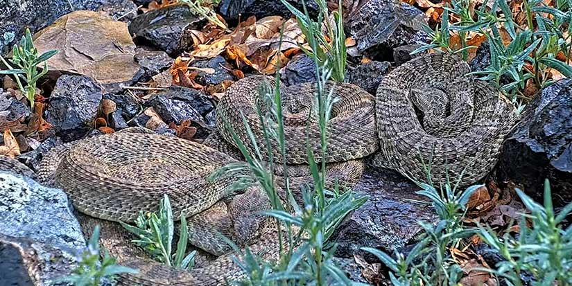 Hiss-tory in the making: Livestream shows 2,000 pregnant rattlesnakes in Colorado 'mega-den'