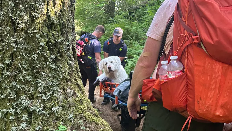 Firefighters rescue 160-pound injured dog from Oregon mountain