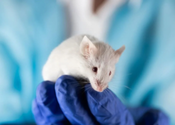 Anti-aging supermodel granny drug extends lifespan by 25% in animals