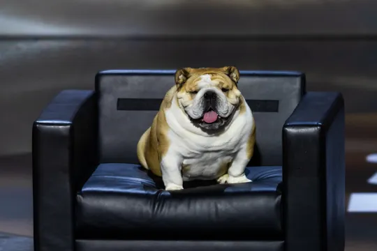 Meet Babydog: Bulldog steals the show at the Republican National Convention