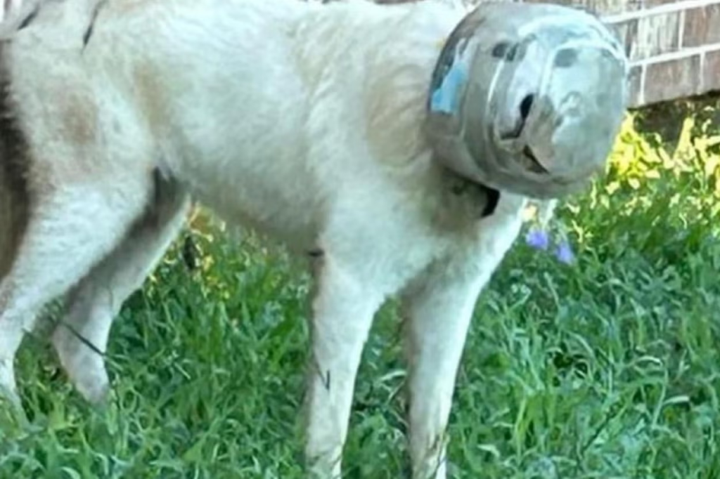 Texas town launches extensive search with drones for missing dog with plastic bowl on head