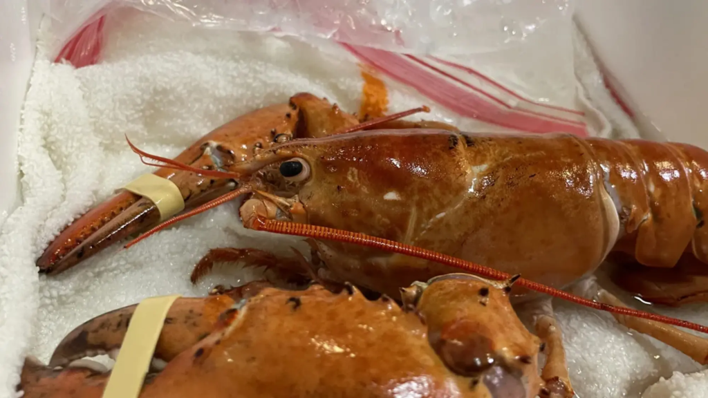 Rare 1-in-30 million orange lobster saved from being served at Colorado restaurant