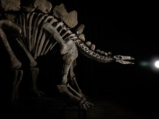 Billionaire hedge fund owner buys ‘Apex’ stegosaurus fossil for record $44 million