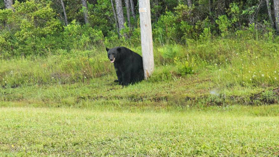 Florida police urge people to stop taking selfies with ‘depressed’ black bear- Here's why