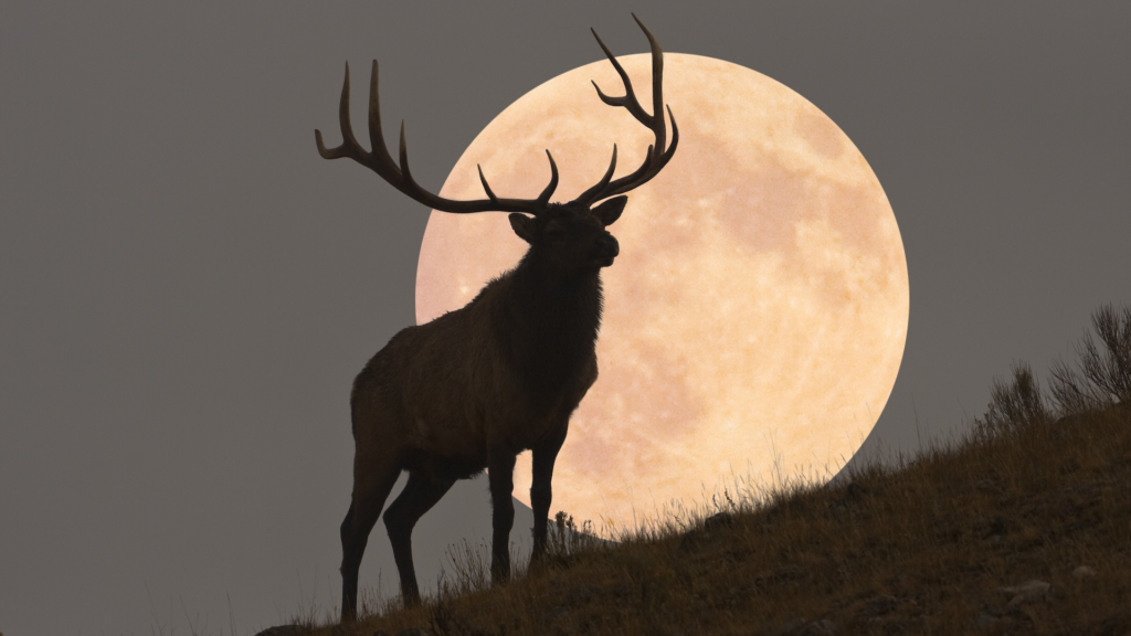 July's full Buck Moon to rise on July 21: Here's everything you need to know