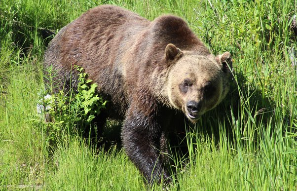 Montana: Brave 72-year-old fights off and kills aggressive grizzly bear in self-defense after being attacked