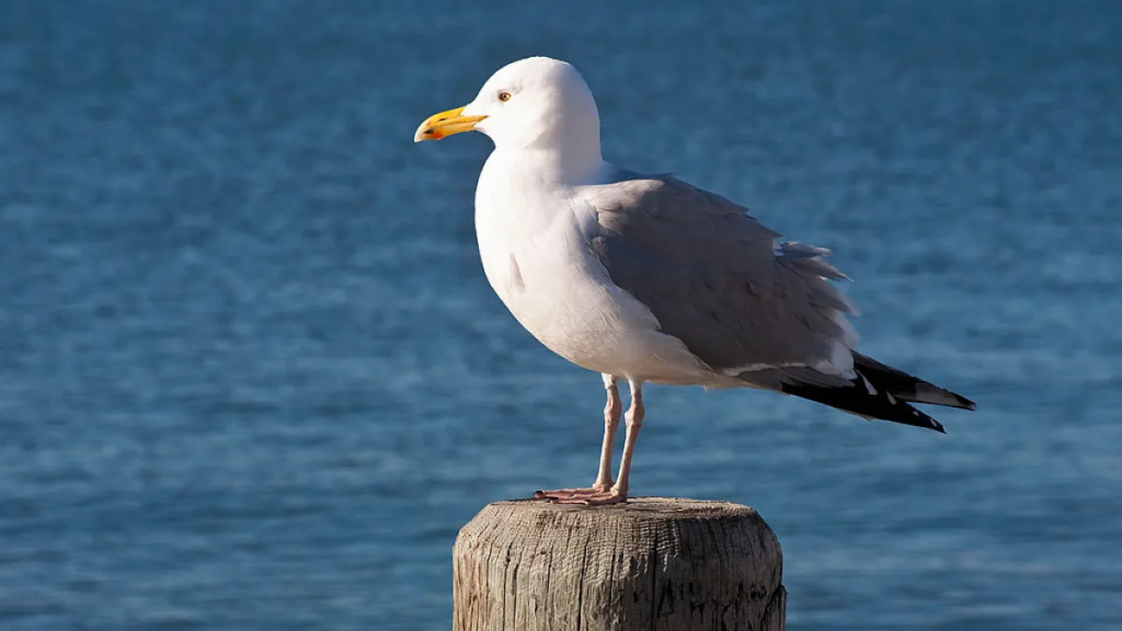 NJ man arrested for ripping seagull’s head off after it tried to steal French fries from his daughter