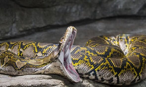 Indonesia: Mother of five, killed and eaten by 30-foot python