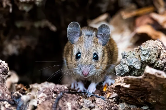 Deadly rodent disease hantavirus claims four lives in the U.S.- Know Symptoms and causes