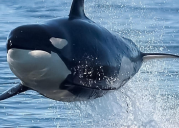 Killer whales sink $128,000 yacht in dramatic attack in Mediterranean sea