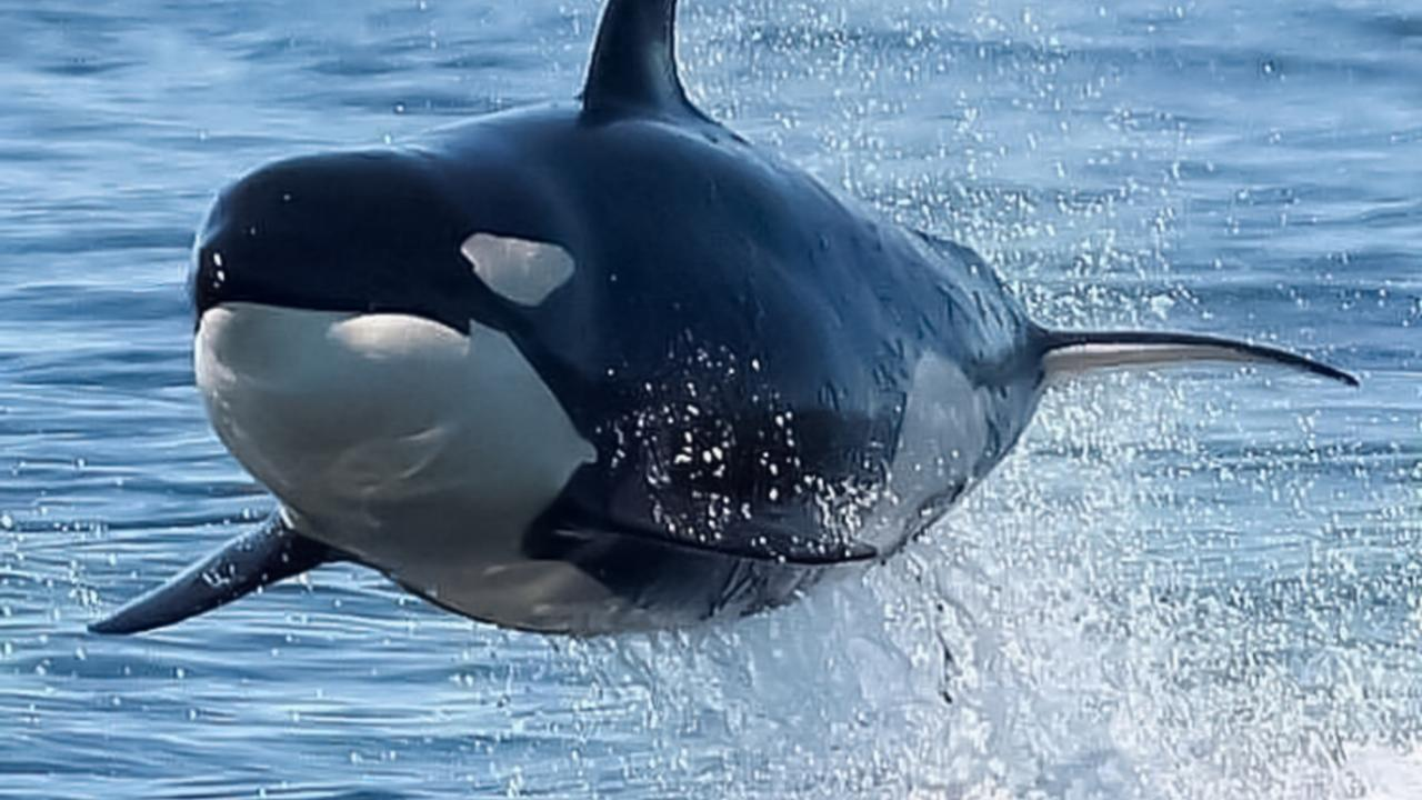 killer whales sink yacht