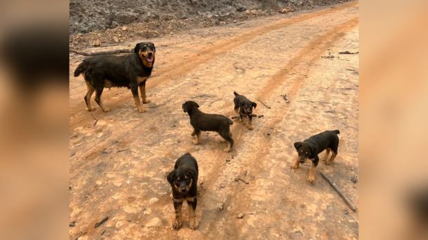 Northern California's park fire: Emergency responder saves dogs and puppies in harrowing effort