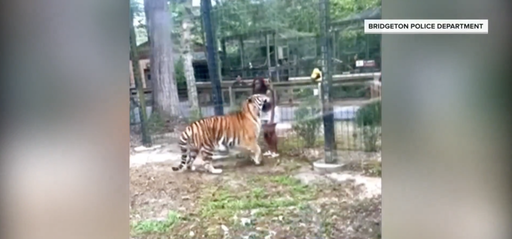 Watch: Woman narrowly escapes tiger attack after climbing fence at New Jersey Zoo