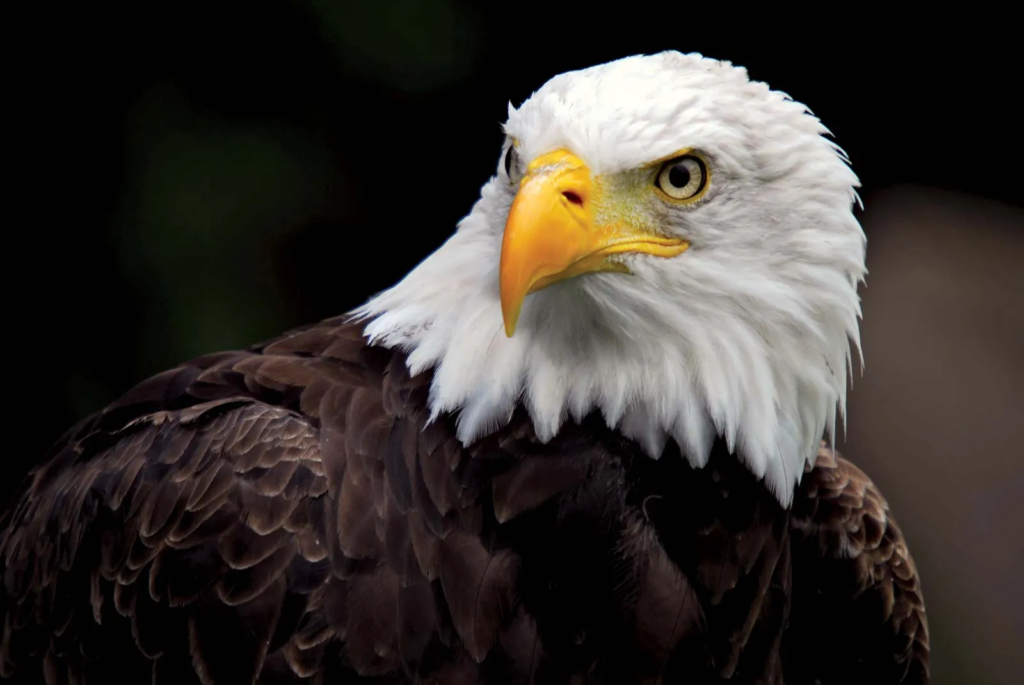 US names bald eagle as the national bird, 200 years after it became national symbol