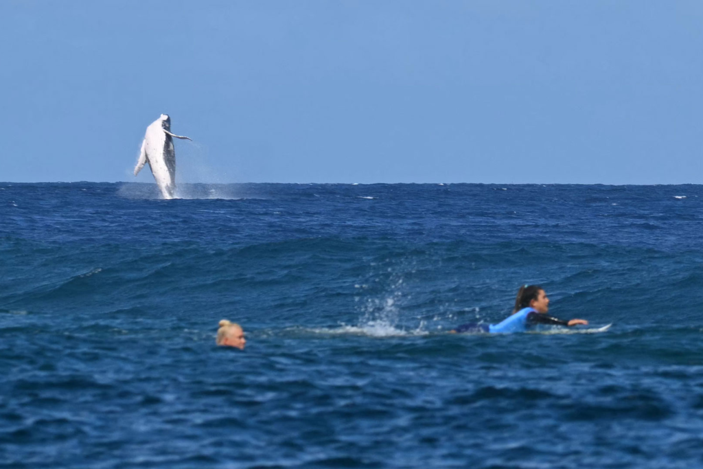 Watch: Whale gatecrashes Olympic surfing event in stunning footage