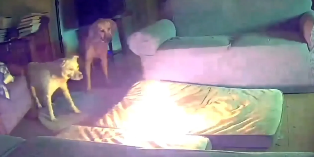 Watch: Pet dog in Oklahoma starts house fire after chewing on lithium-ion battery