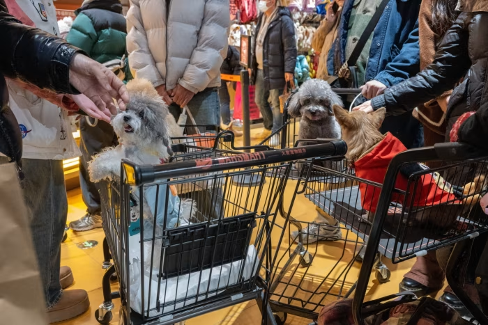 China's pet population to nearly double young children by 2030, says Goldman Sachs