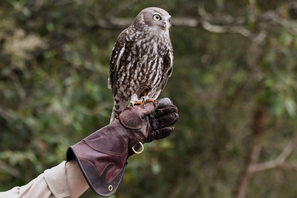 Minnesota Zoo: Owl escapes handler, killed, and eaten by zoo's tiger