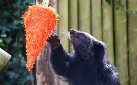 Rare 'bearcat' that died in UK Zoo to be cryogenically frozen for future research and conservation