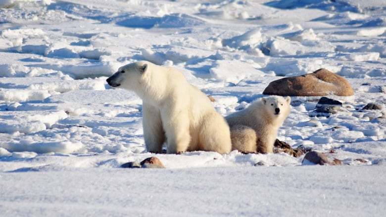 Rare polar bear attack claims life of worker at Canadian Arctic outpost