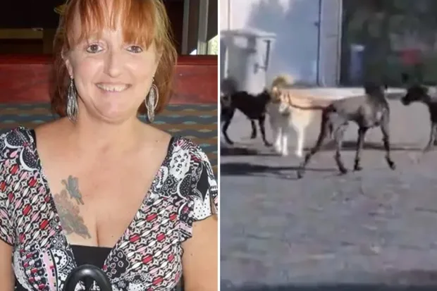 California: Woman tragically killed in vicious attack by 'pack of 25 Great Danes'