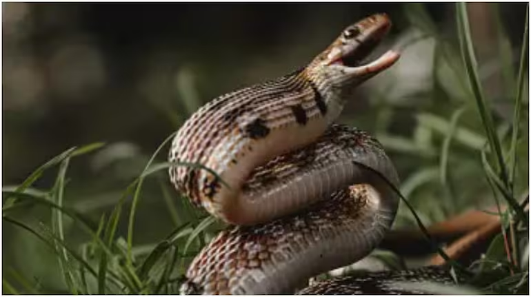 Snake causes major power outage for thousands in Virginia