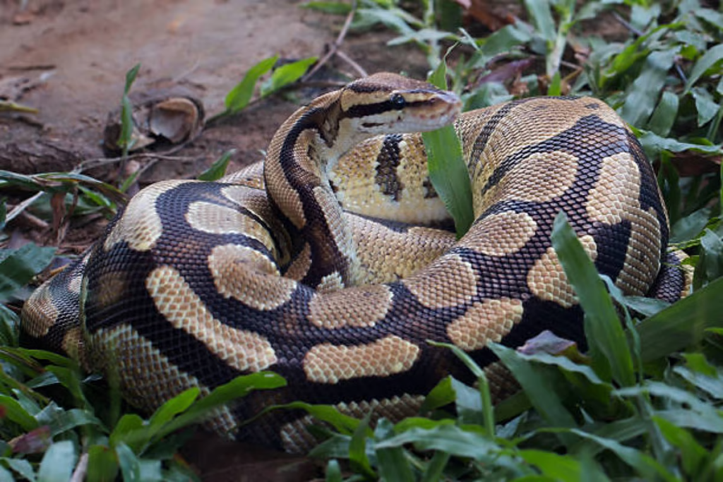 74-year-old woman killed by 13-foot python in Indonesia