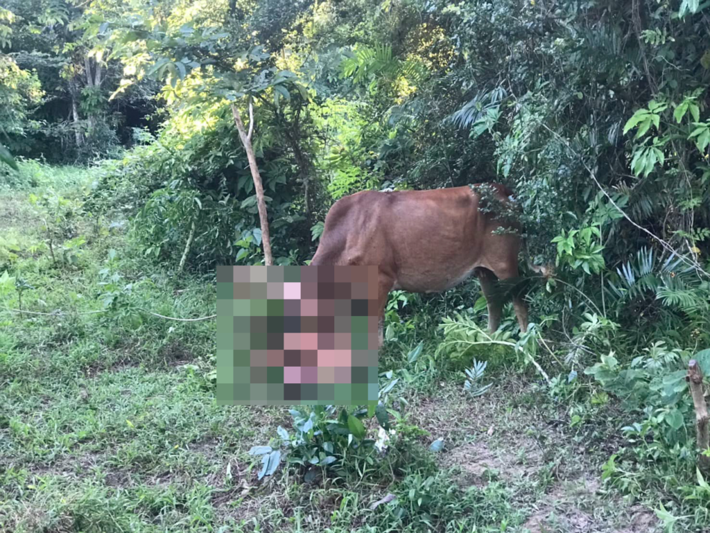 Naked Russian tourist allegedly attempts to rape cow in Thailand, attacked by animal and arrested | Video surfaces