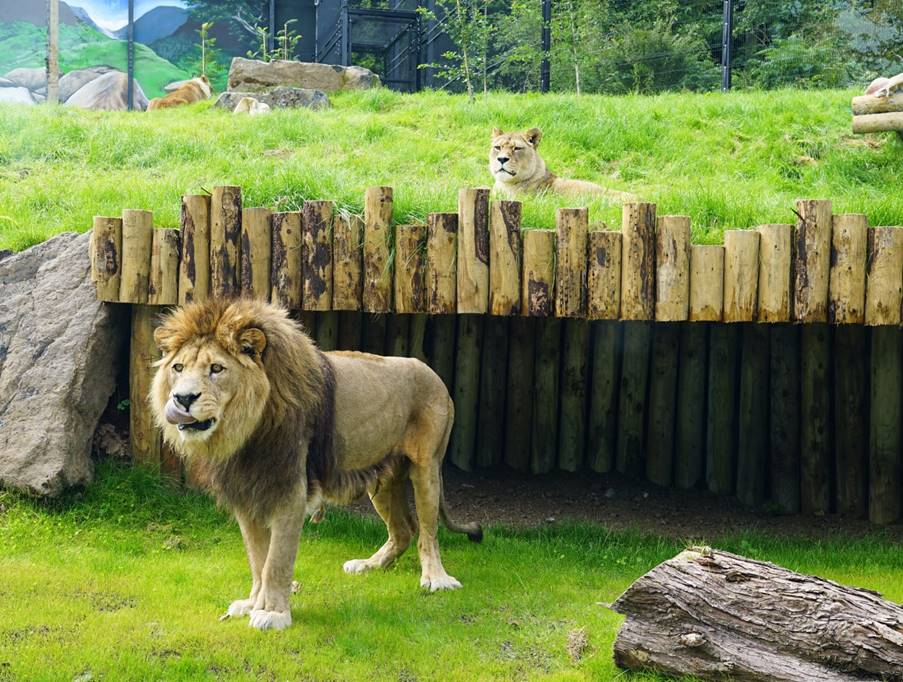 Trainee locked in lion enclosure at Belfast Zoo, probe initiated