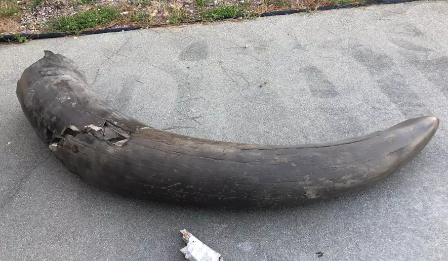 Iowa archaeologists unearth 13,600-year-old well-preserved mastodon skull