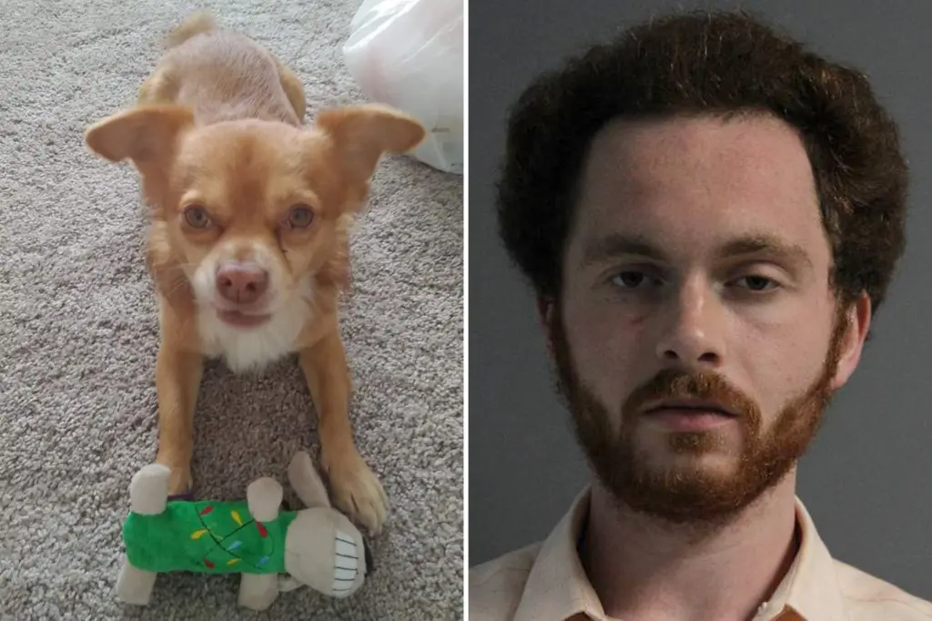 New York man banned from owning pets for life after killing his aunt’s chihuahua