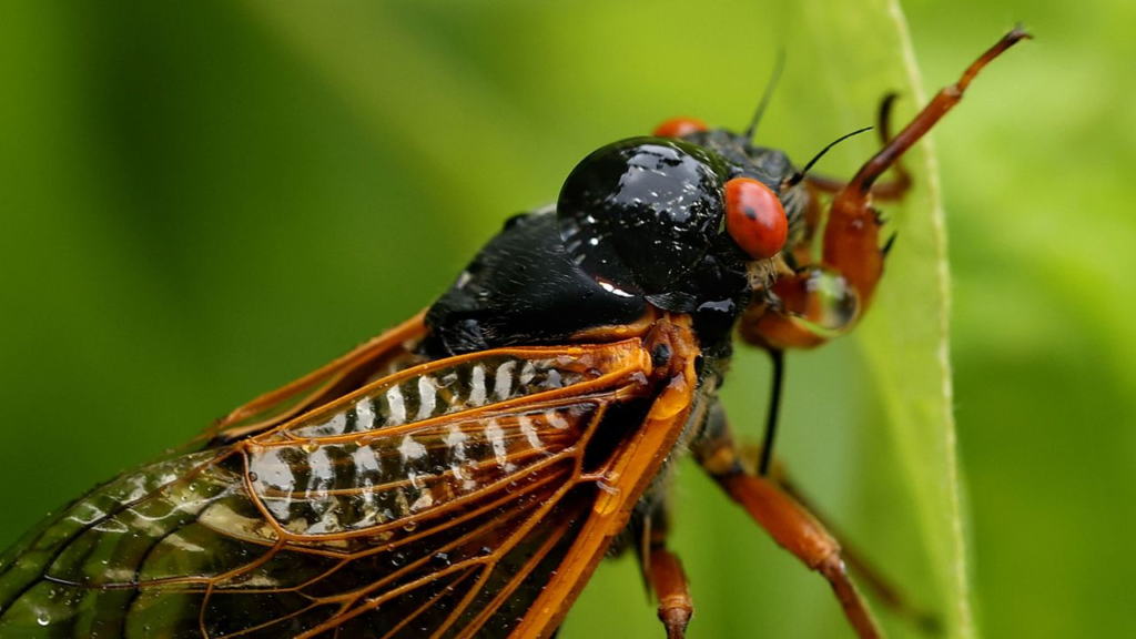 Chicago grapples with cicada emergence aftermath; residents warned of mite infestation