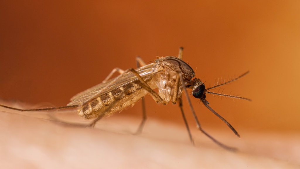 West Nile virus detected in New York City, four residents infected: Know symptoms and prevention