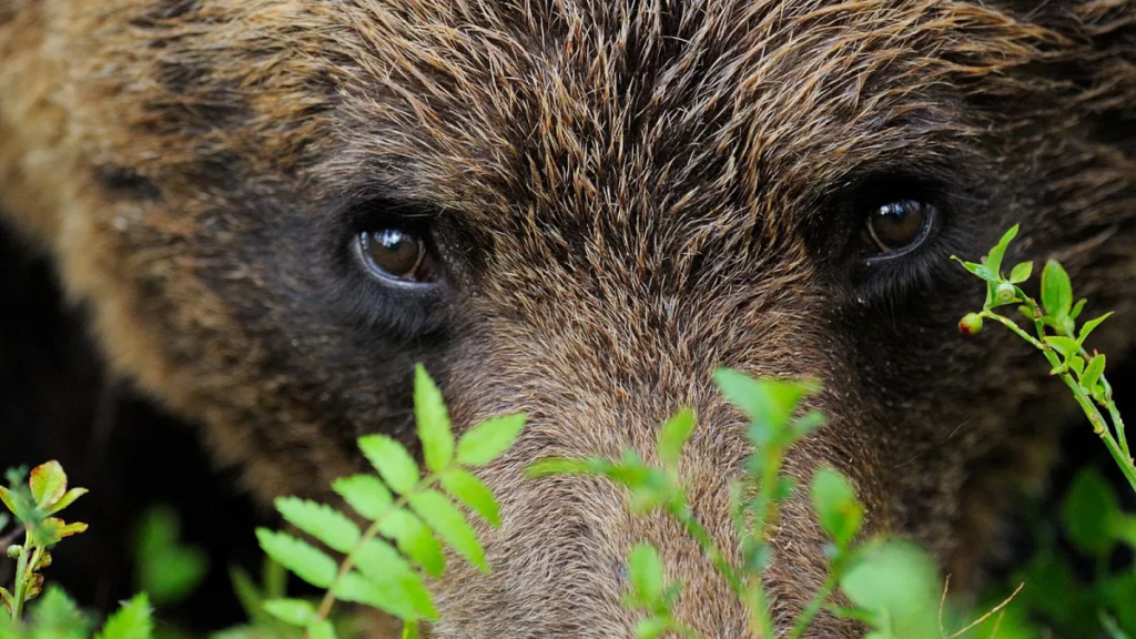 Sweden begins culling 20% of its brown bear population despite public outcry