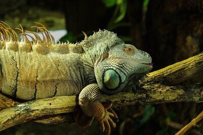 Invasion of green iguanas creates chaos in Florida