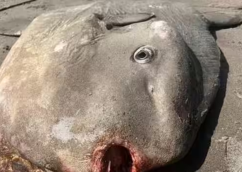 Bizarre 'mad scientist' fish washes ashore on Oregon beach