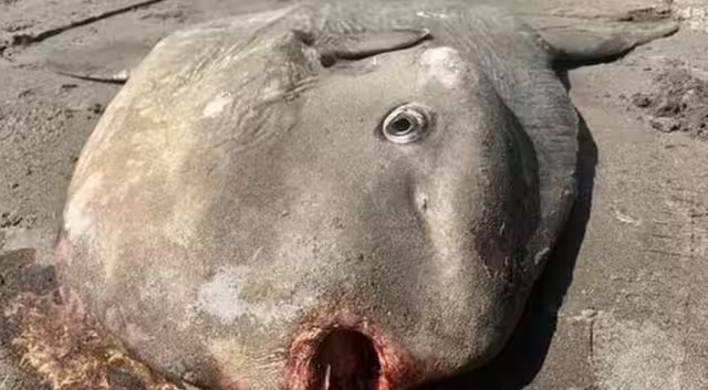 Bizarre 'mad scientist' fish washes ashore on Oregon beach