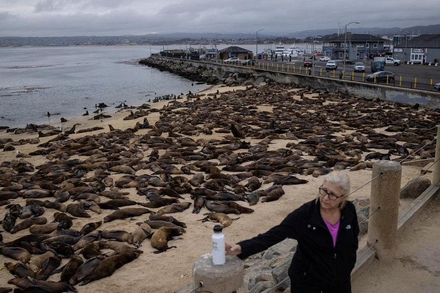 Hundreds of sea lions take over California beach, forcing human closure