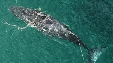 Watch: Dramatic rescue unfolds in Sydney Harbour as humpback whale freed from fishing gear after exhaustive efforts