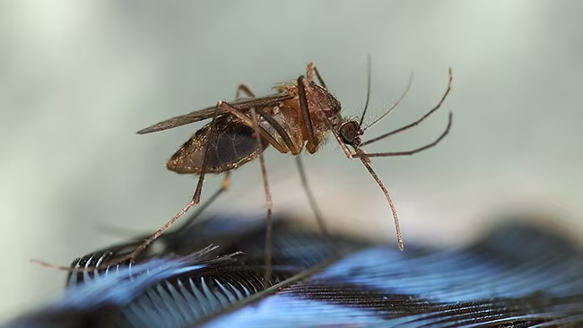 Eastern Equine Encephalitis: Health officials sound alarm as rare equine virus spreads in New York