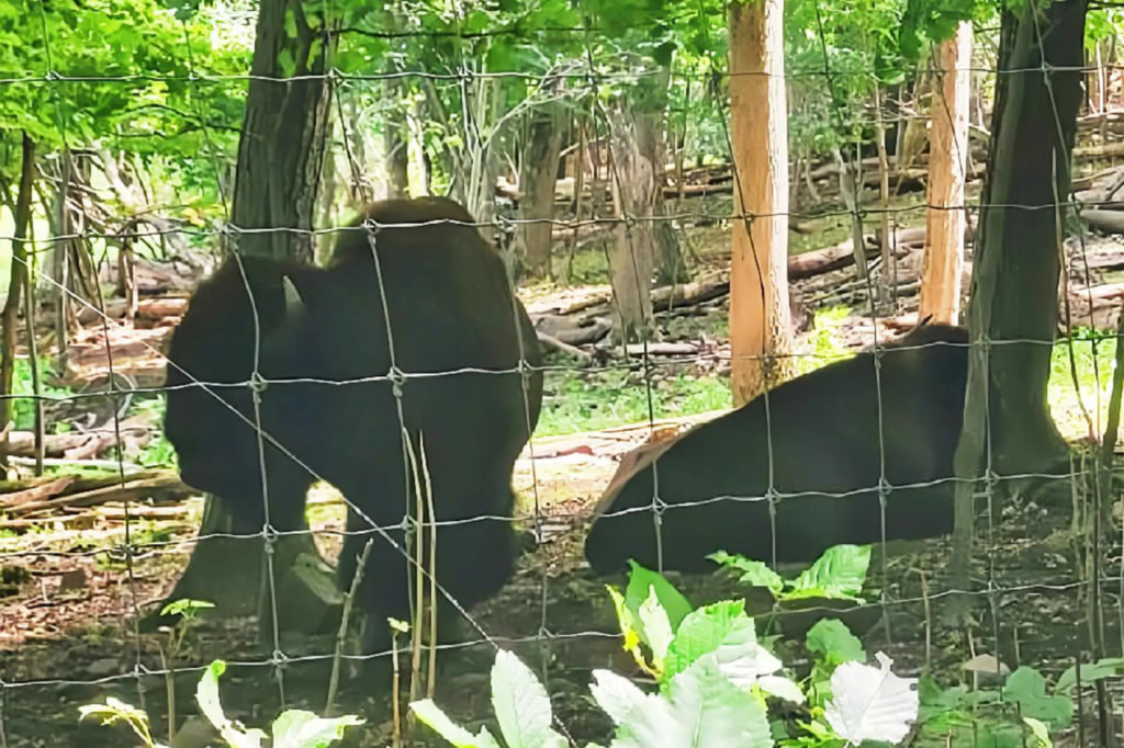 Three bison escape Connecticut farm, return with a surprise addition